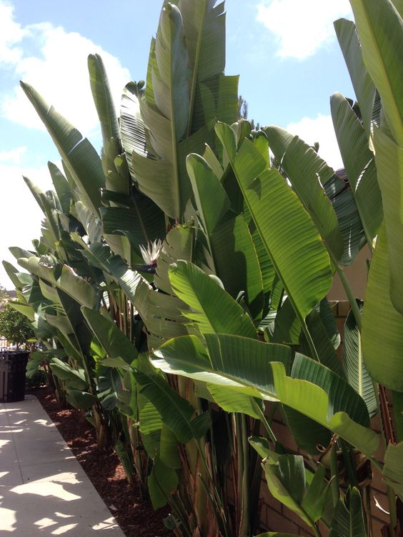 Outdoor Palm Trees