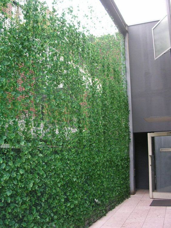 Climbing Vines Privacy Screen