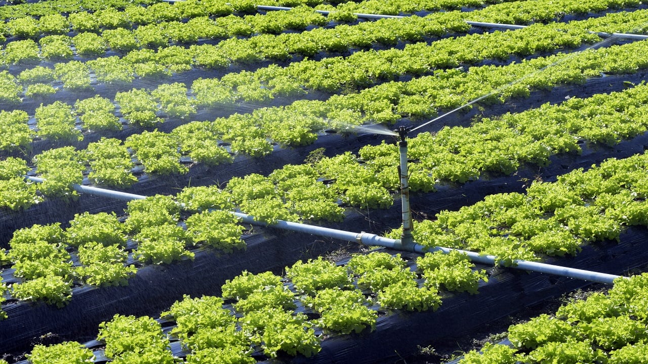 Irrigation system in action in vegetable planting. Sao Paulo state. Brazil. What Are Impact Sprinklers.