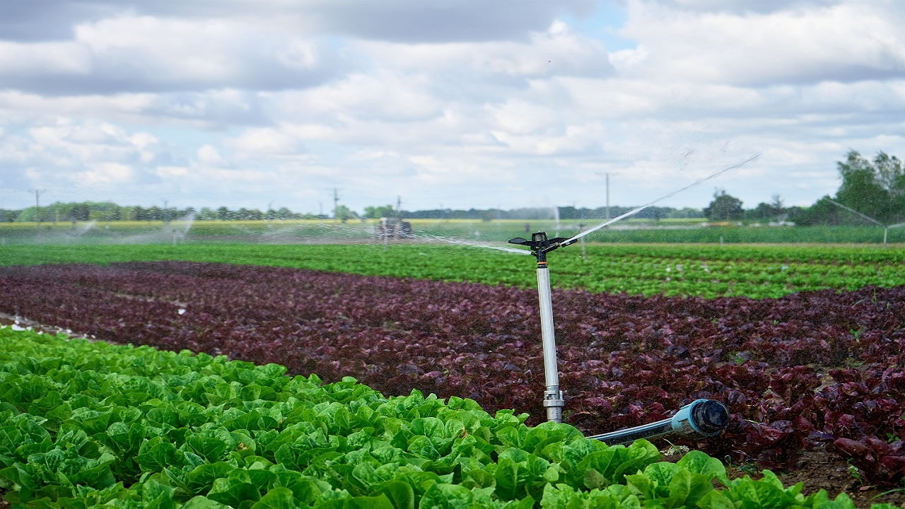 Irrigation system works in field, sprinkles water on the soil for good harvest. Sprinkler spraying agricultural field on farm. How Many Gallons Of Water Does An Impact Sprinkler Use.