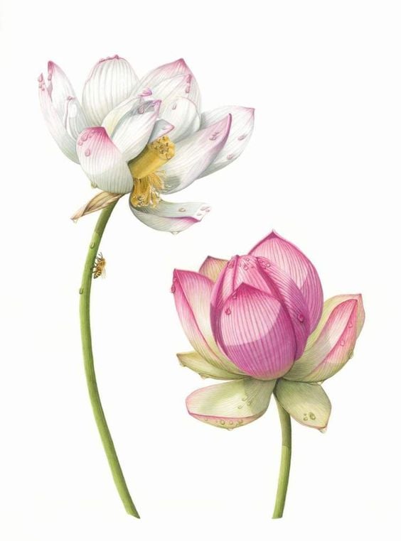 Draw Lotus Flower