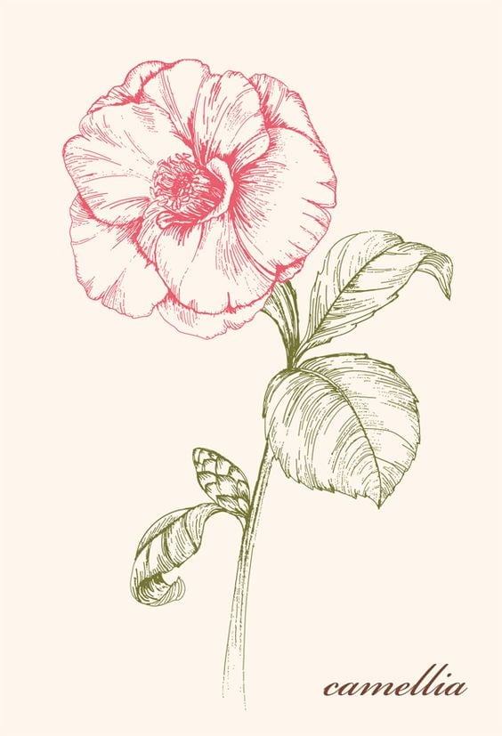 Rosy Camellia Flower Drawing