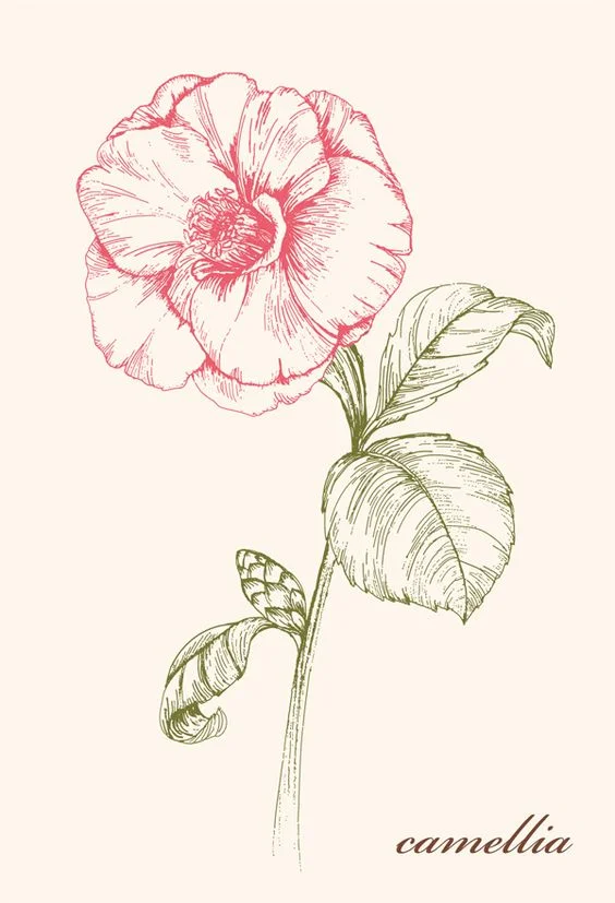 The Best Minimalist Aesthetic Flower Drawing Ideas Youll Love
