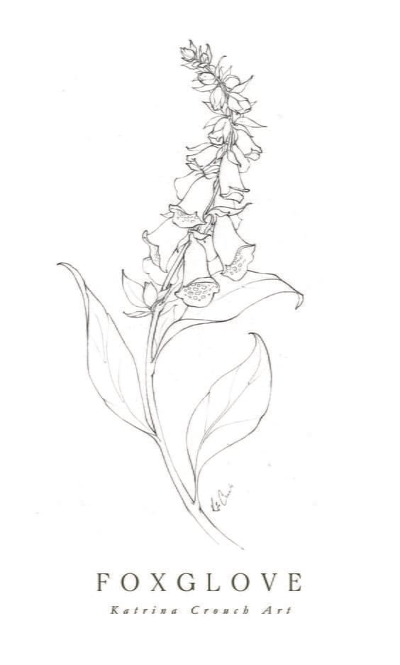 Foxglove Flower Drawing
