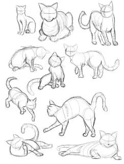 Cat Proportions and Movement