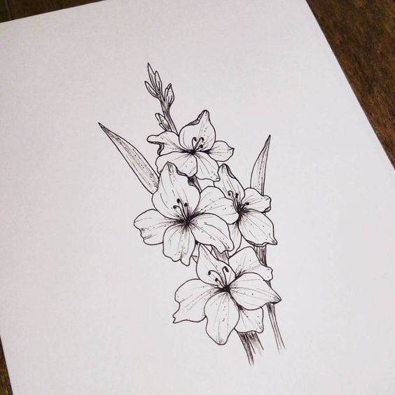 Gladiolus Flower Drawing
