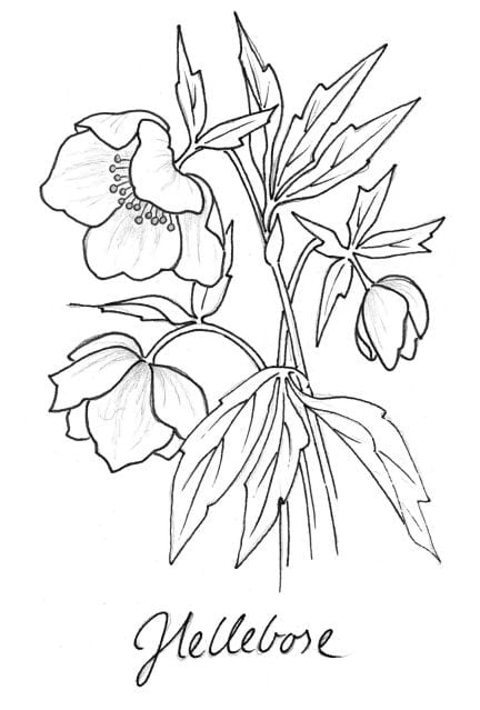 Hellebore Flower Drawing