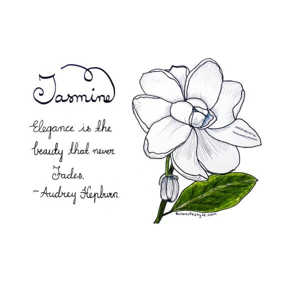 Jasmine Flower Drawings