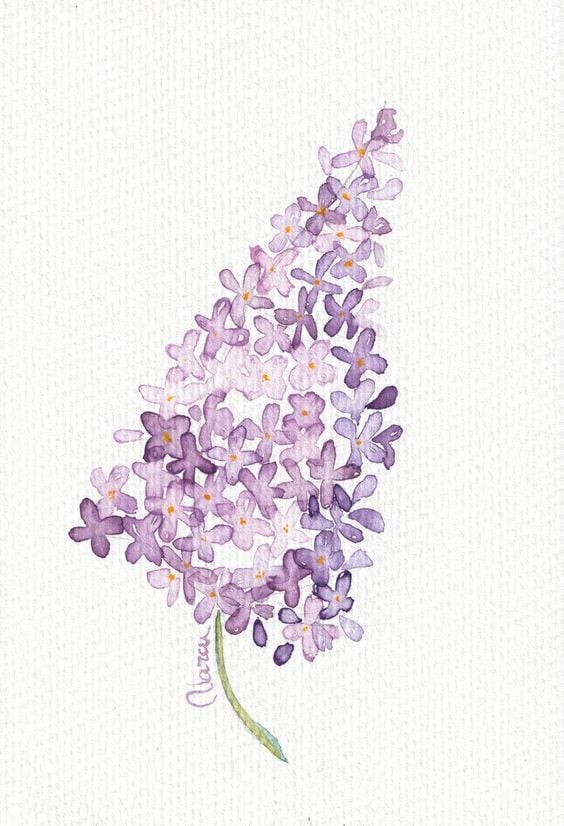 Flowering Lilac Flower Drawings