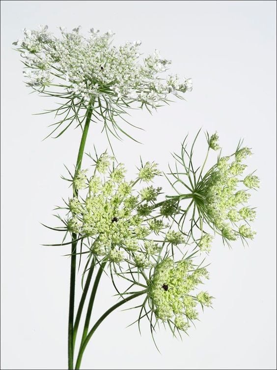 Delicate Queen Anne's Lace Flowers