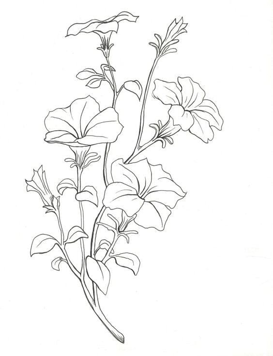 Petunia Flower Drawings