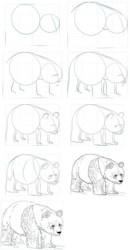 50 Animal Drawing Ideas To Use For Your Sketchbook