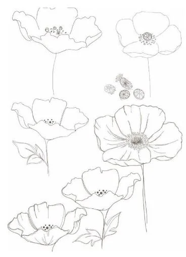 Things to Draw: Splendid Poppy Flowers