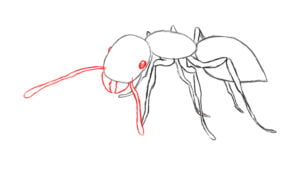 50 Animal Drawing Ideas To Use For Your Sketchbook