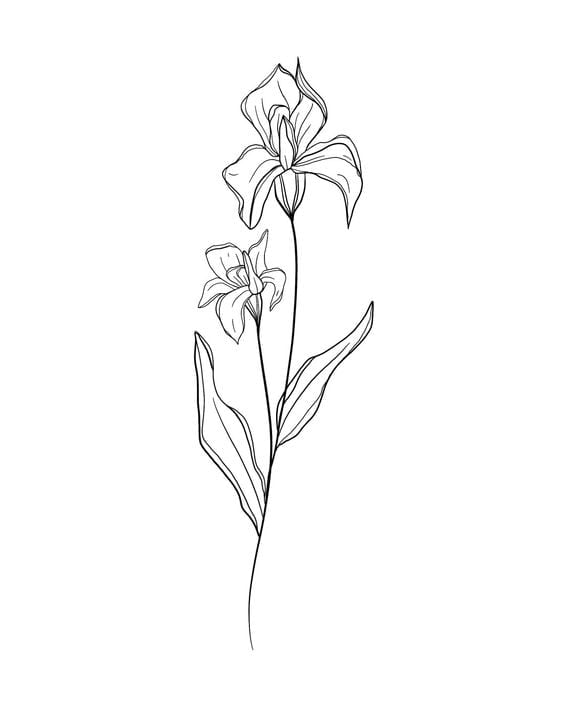 Peculiar Iris Flowers