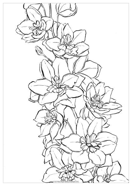 Long Delphinium Flowers