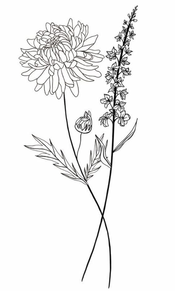 Dramatic Chrysanthemum