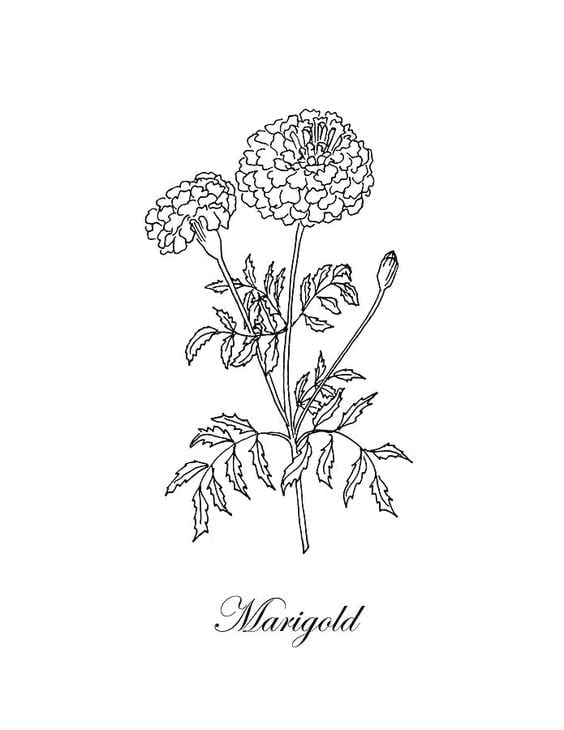 Radiating Marigold Flowers