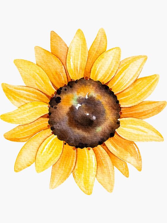 Sunflower Drawings