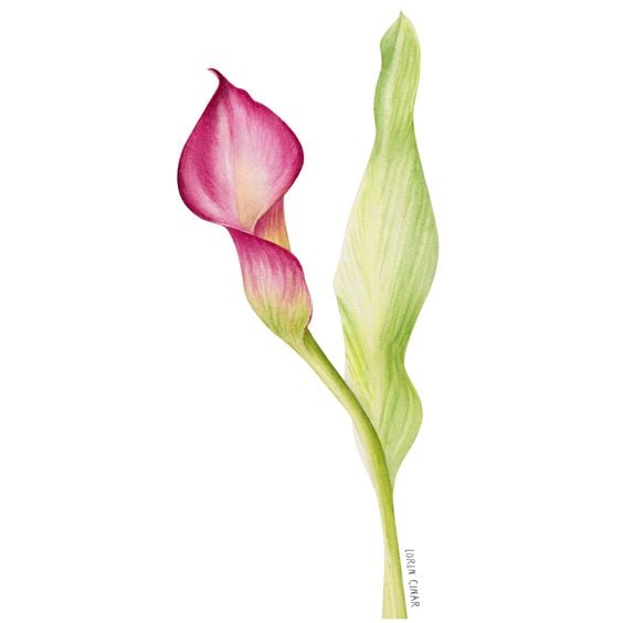 Colorful Calla Lily