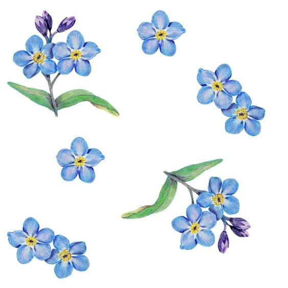 Forget Me Not Flower Drawing