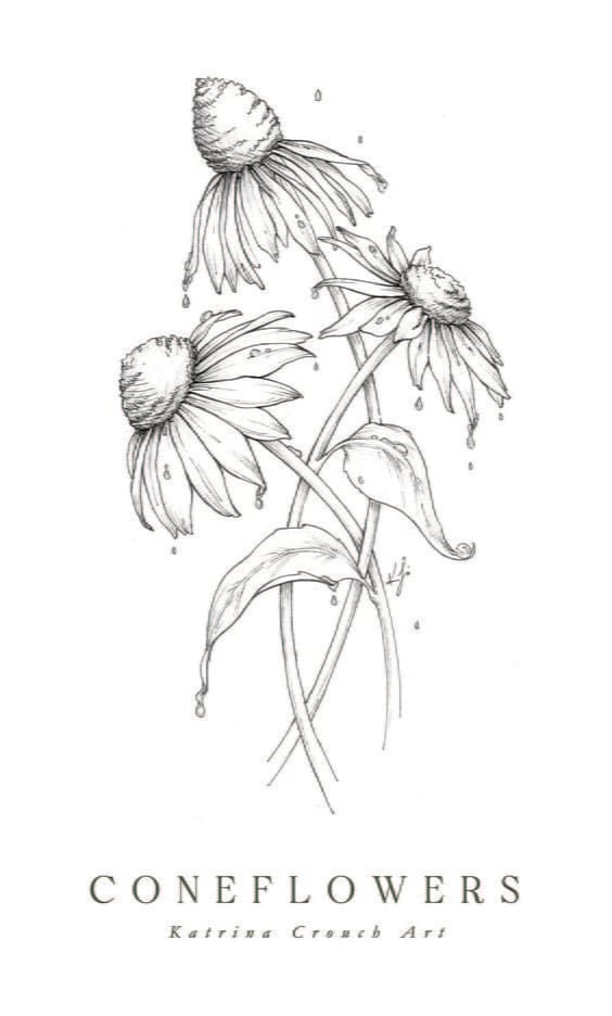 Coneflower Flower Drawings