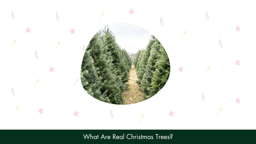 What Are Real Christmas Trees?