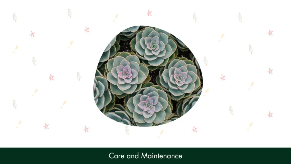 Care and Maintenance