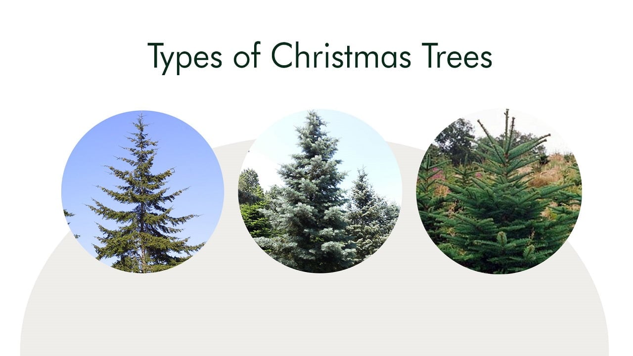Types Of Christmas Trees