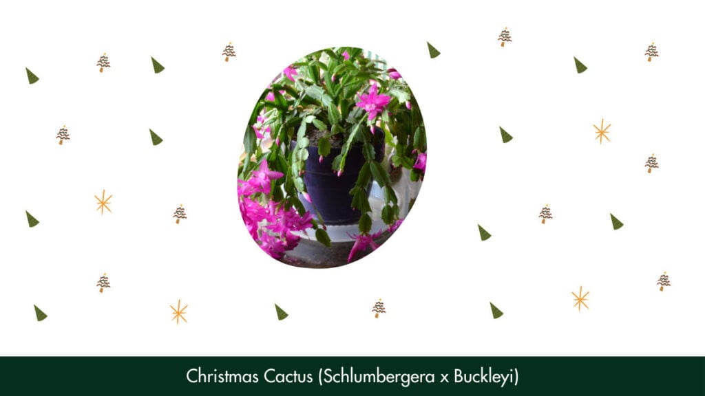 4. Christmas Cactus (Schlumbergera x Buckleyi)