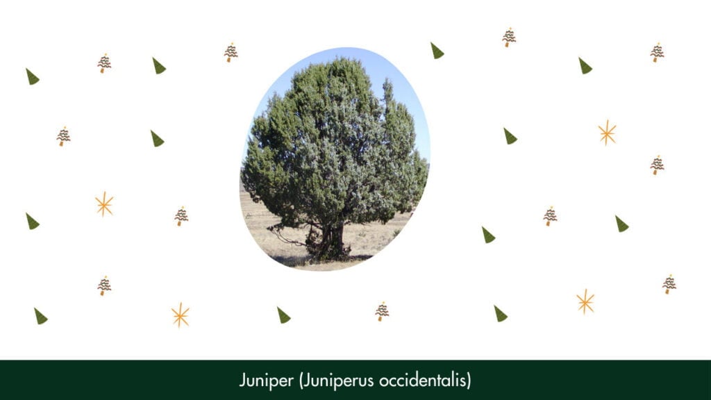 19. Juniper (Juniperus occidentalis)