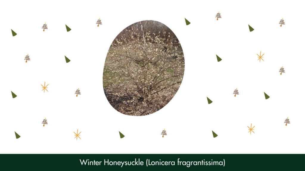 15. Winter Honeysuckle (Lonicera fragrantissima)