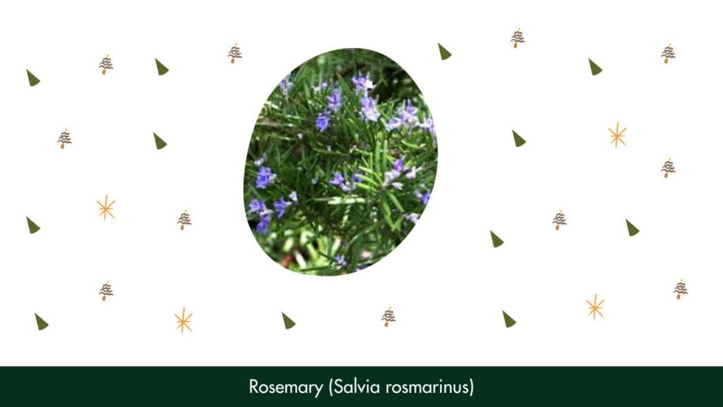 16. Rosemary (Salvia rosmarinus)