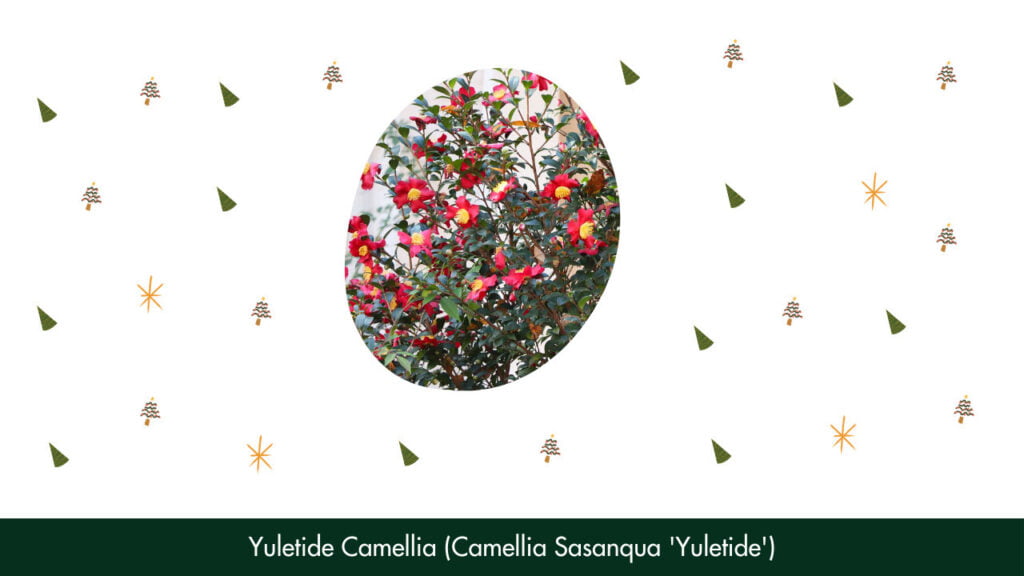 17. Yuletide Camellia (Camellia Sasanqua 'Yuletide')