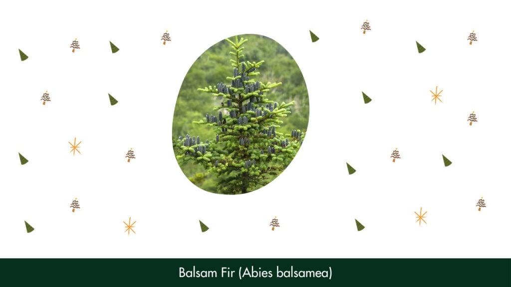 18. Balsam Fir (Abies balsamea)