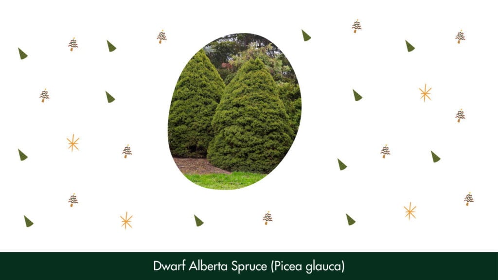 13. Dwarf Alberta Spruce (Picea glauca)