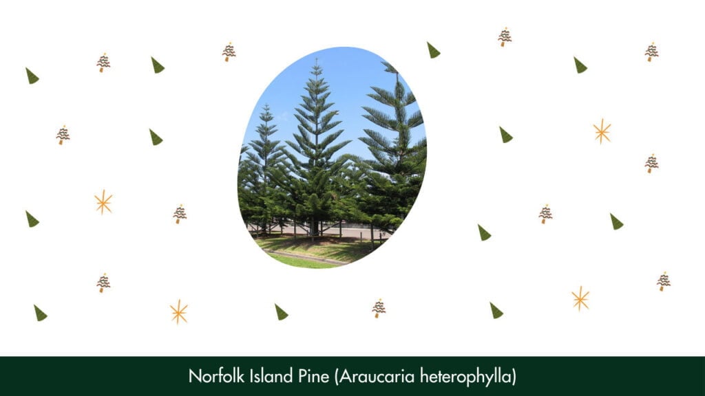 14. Norfolk Island Pine (Araucaria heterophylla)