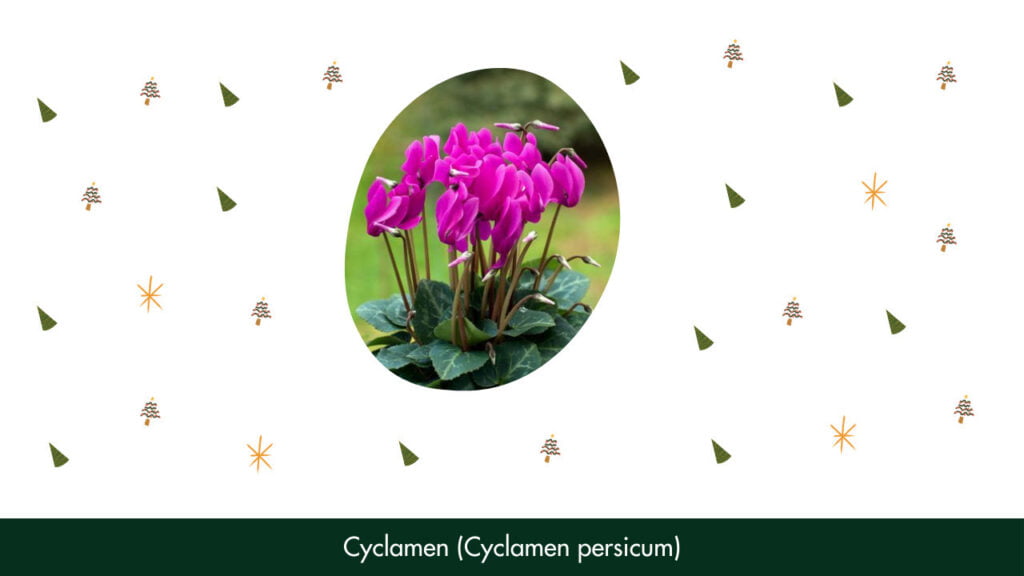 12. Cyclamen (Cyclamen persicum)