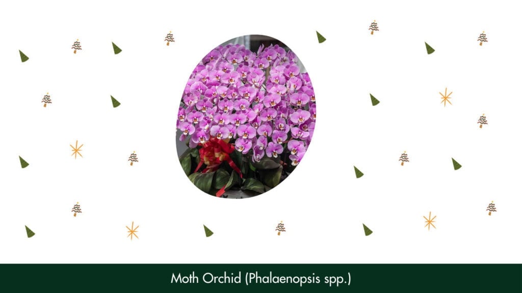 11. Moth Orchid (Phalaenopsis spp.)