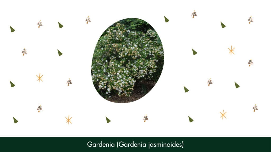 9. Gardenia (Gardenia jasminoides)