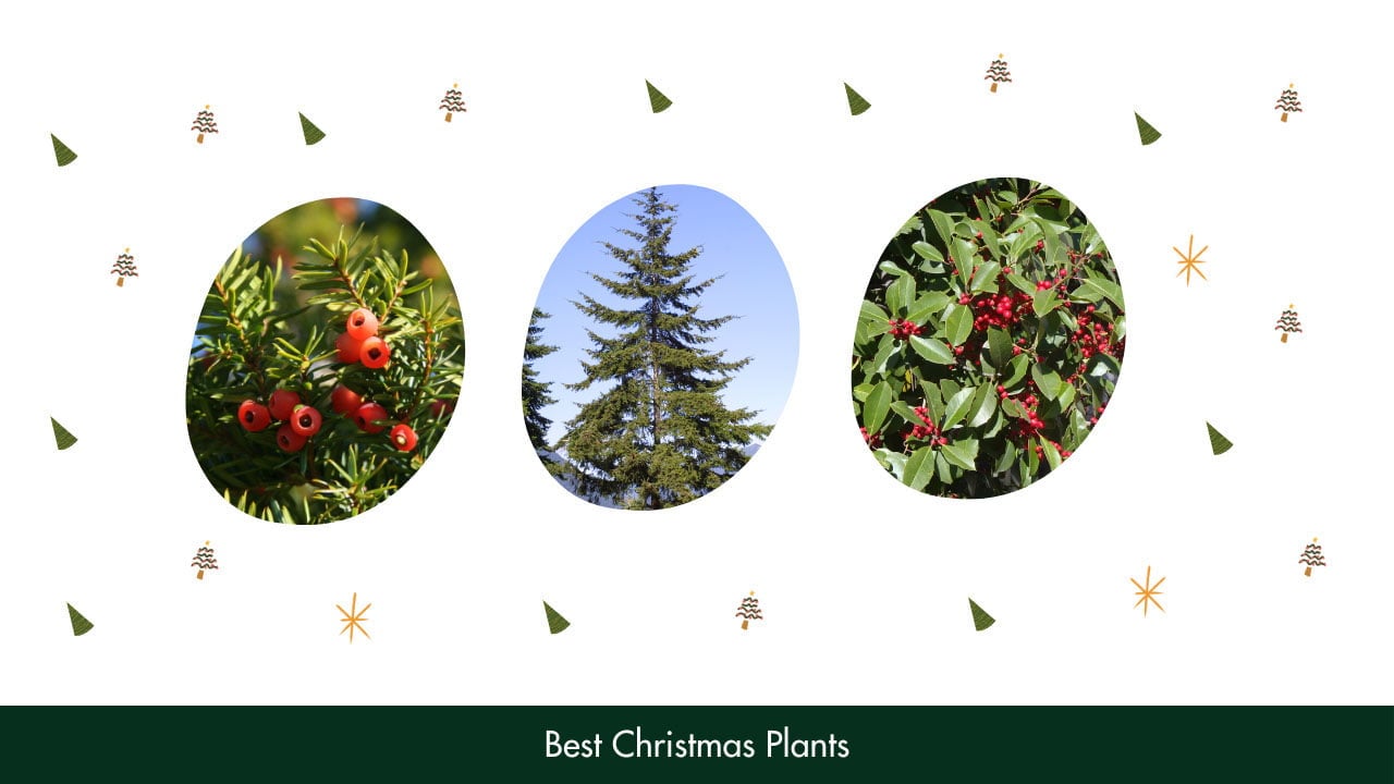 Best Christmas Plants