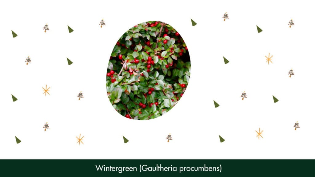 10. Wintergreen (Gaultheria procumbens)