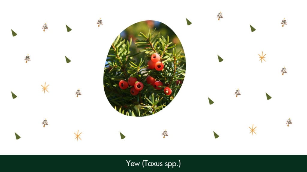 6. Yew (Taxus spp.)