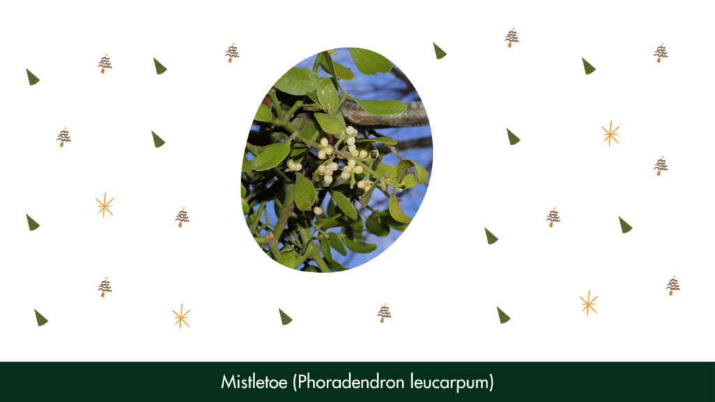 7. Mistletoe (Phoradendron leucarpum)