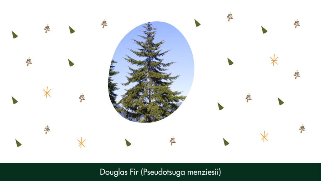 5. Douglas Fir (Pseudotsuga menziesii)