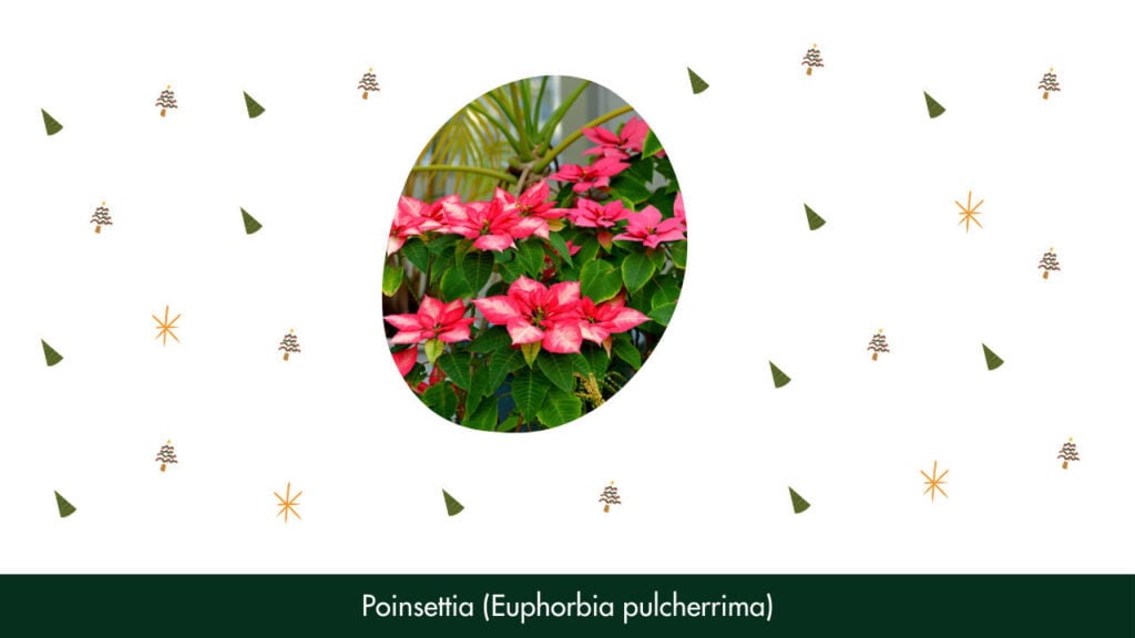 2. Poinsettia (Euphorbia pulcherrima)