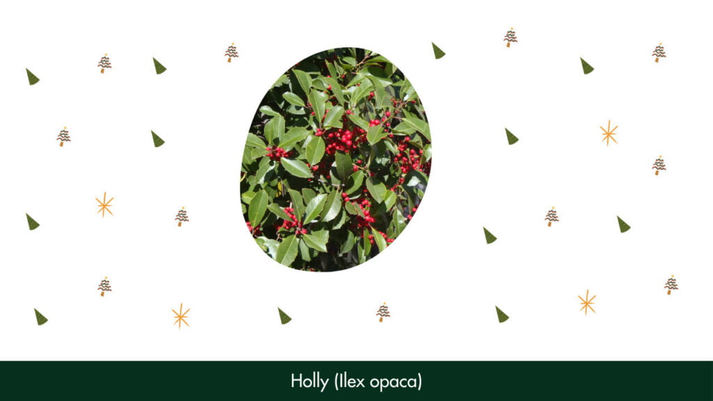 1. Holly (Ilex opaca)