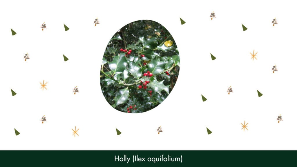 25. Holly (Ilex aquifolium)