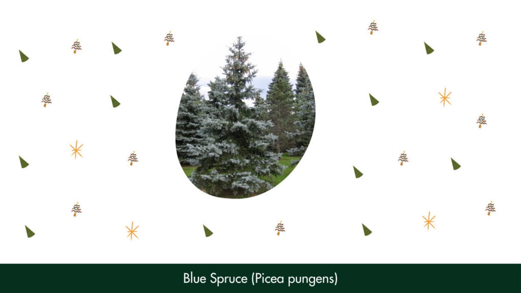 22. Blue Spruce (Picea pungens)