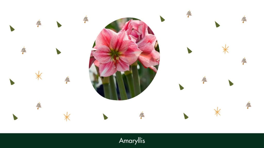 23. Amaryllis